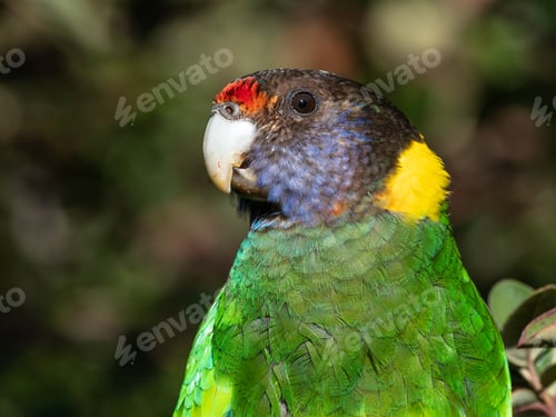 Preview: Portrait of an Australian Ringneck Parrot