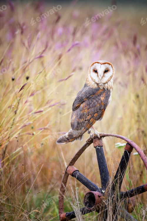 Preview: Wise barn owl sitting on a carriage wheel in urban natural environment