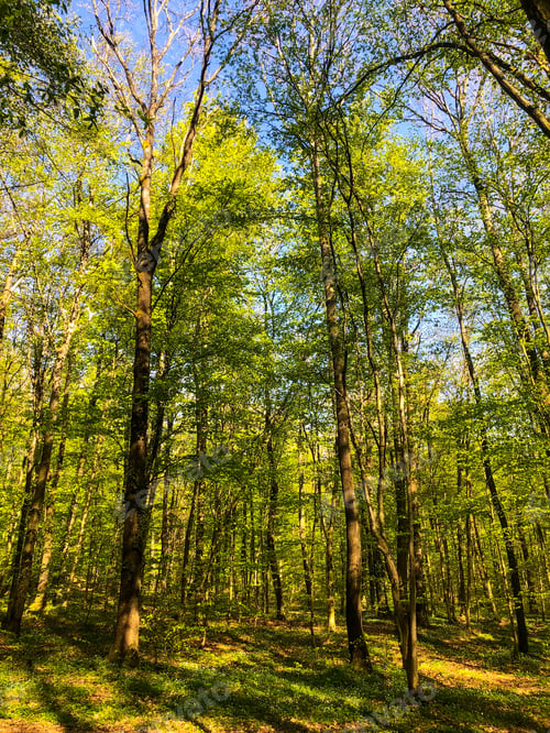 Preview: Forest