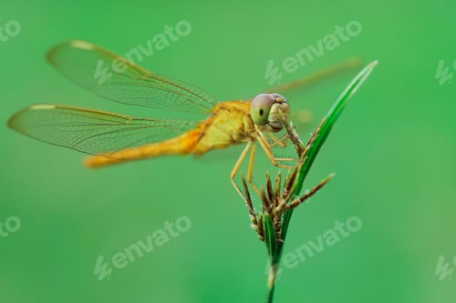 Preview: dragonfly