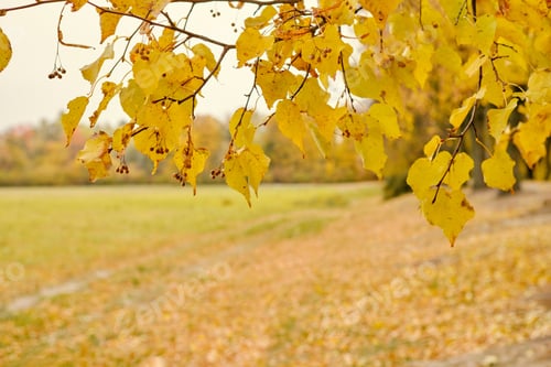 Preview: Autumn yellow linden leaves in the foreground. Defocused background. Autumn cloudy weather.