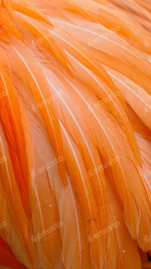 Preview: Textura plumas de flamingos