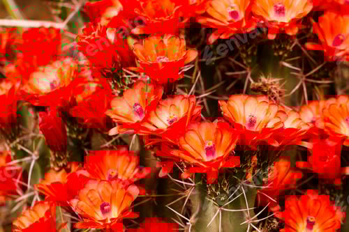 Preview: Vibrant Red Cactus Flowers in Desert Garden