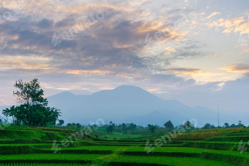 Preview: Beautiful morning view indonesia Panorama Landscape paddy fields with beauty color