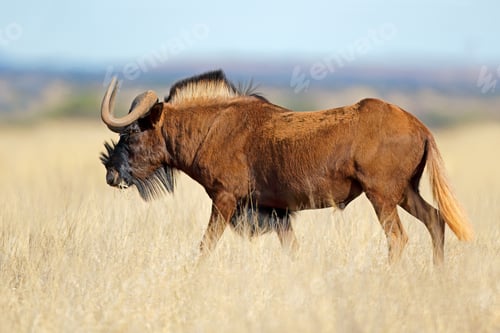 Preview: Black wildebeest in grassland - South Africa