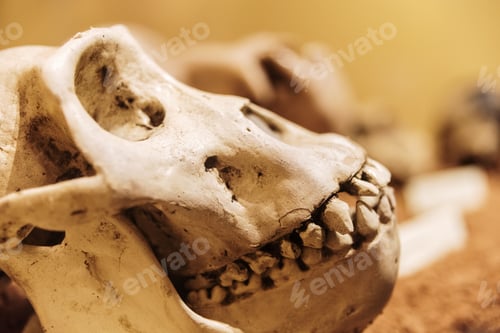 Preview: Skull of a female gorilla.