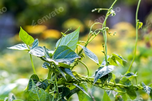 Preview: Green plant leaves in summer sunlight close-up