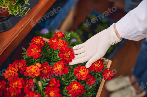 Preview: Professional biologist examining the petals of a French marigold