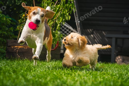 Preview: Beagle and Maltipoo Puppy Playing Fetch in Backyard