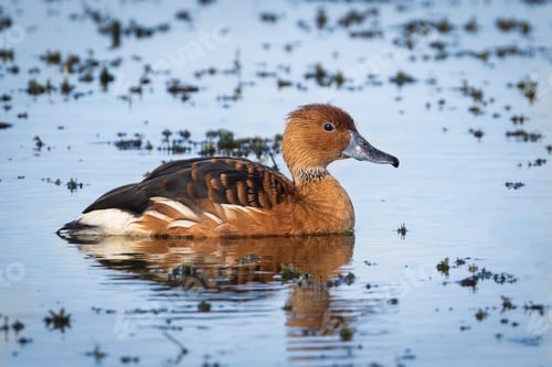 Preview: Fulvous Whistling Duck