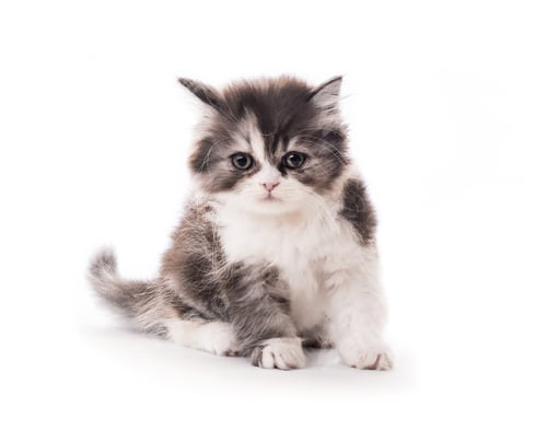 Vista previa: Pequeño gatito lindo aislado