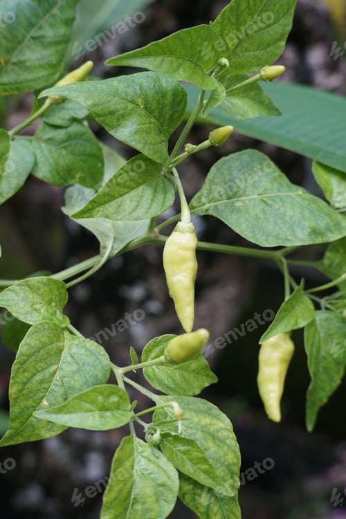 Preview: Green chilli