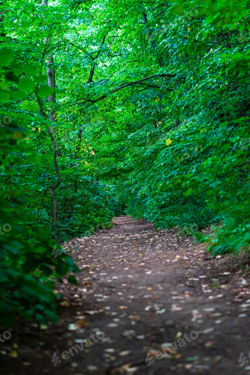 Preview: Selective focus shot of a beautiful and mysterious way in the forest with green trees