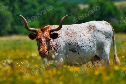 Preview: Long horn cow in a field of flowers
