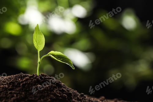 Preview: Young seedling in soil on blurred background, space for text