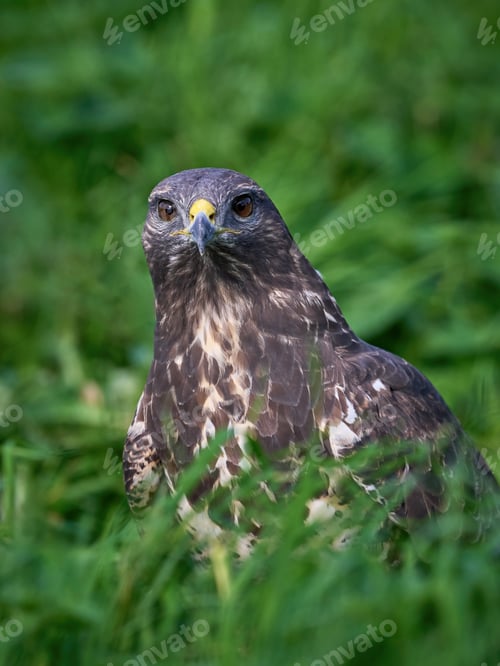 Preview: Common buzzard (Buteo buteo)