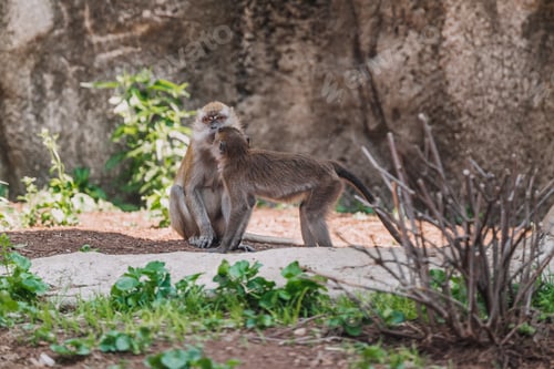 Preview: Monkeys in the Indianapolis Zoo