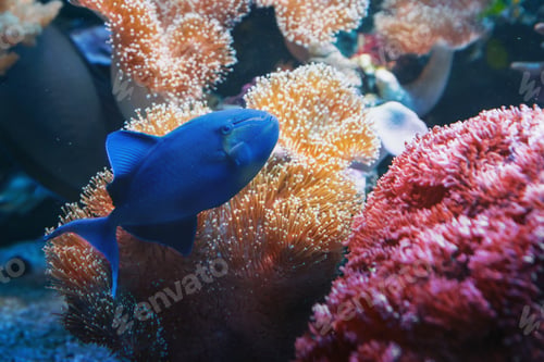 Vista previa: Redtoothed triggerfish Coral Reef Fish (Odonus niger)
