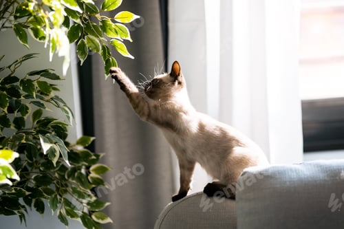 Preview: Little siamese kitten sitting on couch under green plant and playing with paw at home.