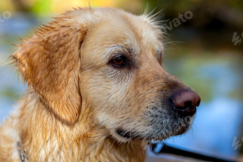 Preview: Golden Retriever