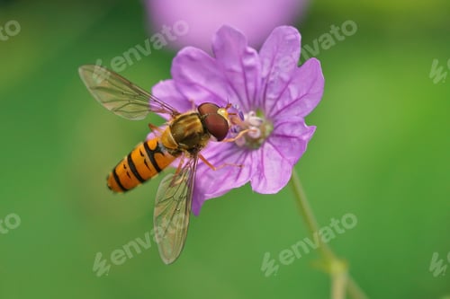 Preview: Closeup shot of a marmalade hoverfly on the violet delicate flower - Episyrphus balteatus