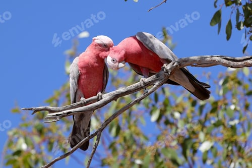 Preview: bird, cockatoo galah, parrot, pet