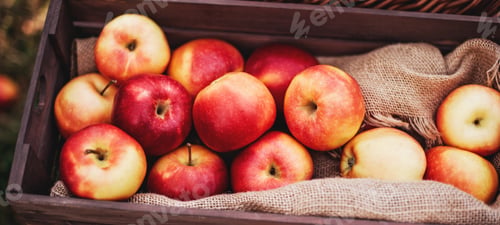 Preview: Apple harvest. Ripe red apples in the basket on the green grass.