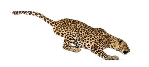 Preview: Side view of a spotted leopard leaping, panthera pardus, isolated on white