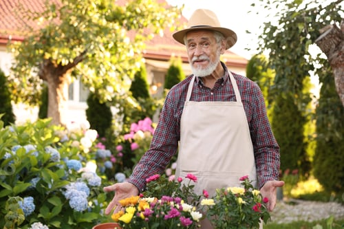 Preview: Elderly man in hat and apron with beautiful flowers in garden