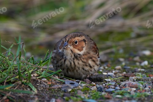 Preview: Little bunting (Emberiza pusilla)