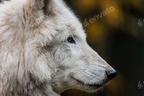 Preview: A white wolf close-up