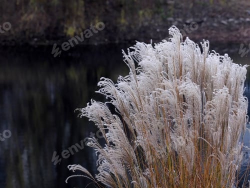 Preview: Decorative Grass By Pond - Photograph Of Dry Decorative Grass By A Pond. Selective Focus On The