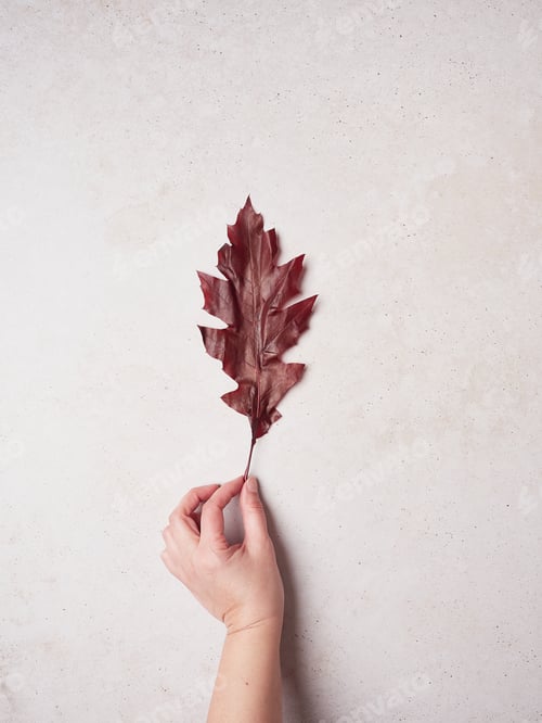 Preview: hand holding a red tree leaf on a pink wall background