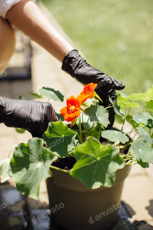Preview: Florist sitting on the floor in plant shop, caring, replanting flowers - stock photo.