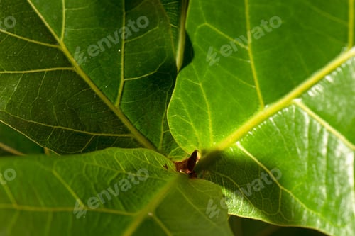 Preview: Green Leaf wallpaper.