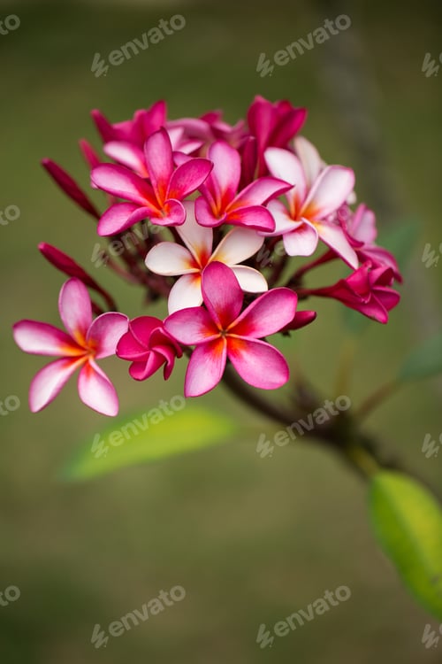 Preview: Pink plumeria on the plumeria tree, frangipani tropical flowers