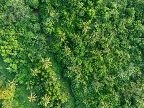 Preview: Topview green forest on the world. Ecosystem ecology healthy environment. Natural background.