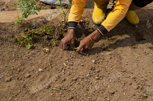 Preview: Construction worker planting grass in the facility area.
