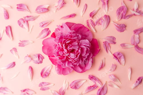 Preview: Single fluffy pink peony on pastel background with scattered petals