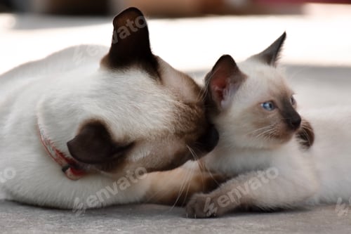 Preview: Beautiful adorable old style siamese blue point shorthaired cat, thai cat with amazing blue eyes.