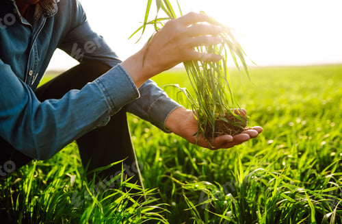Preview: Young Green wheat seedlings in the hands of a farmer. Ripening ears of wheat field.