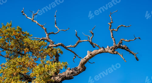 Preview: Tree branch with green leaves and blue sky