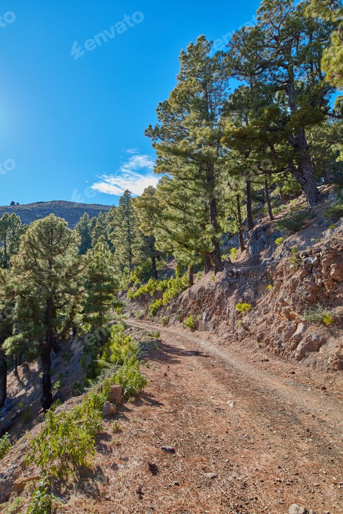 Preview: Pine forest in the mountaions of La Palma