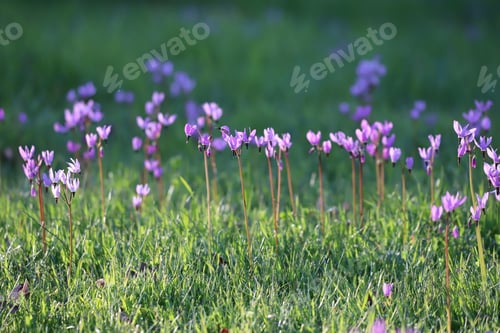 Preview: Wildflowers on a green field