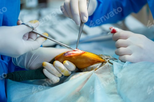 Preview: Veterinary clinic. Surgery dog's feet. The doctor sews up the leg of the dog