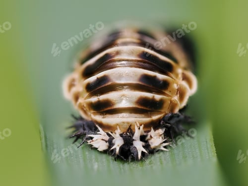 Preview: Harlequin Ladybird (Harmonia axyridis) pupa