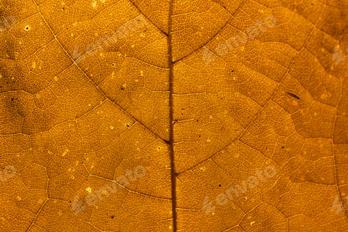 Preview: Star gooseberry leaf texture macro background