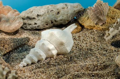 Preview: Marine gastropod mollusk Shell on the sand underwater