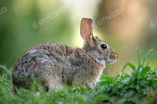 Preview: Grey small hare eating grass on summer field. Wild rabbit in nature