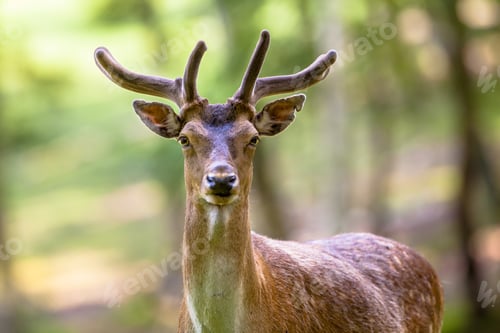 Preview: Fallow deer torso